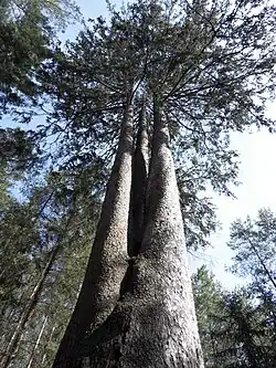 Smrk - Troják, pohled do koruny