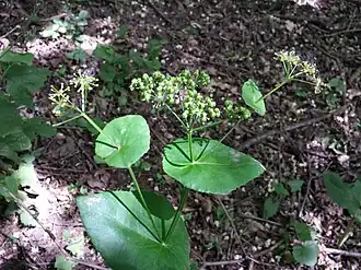 alternativní popis obrázku chybí