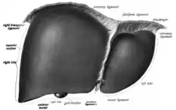 Přední plocha jater s vazy, srpovitý vaz = falciform ligament