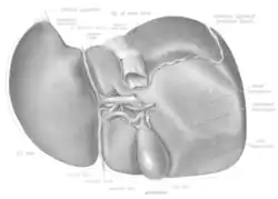 Viscerální plocha jater, Arantiův vaz=lig. of ductus venosum