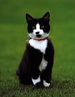 Socksův oficiální portrét na zahradě Bílého domu, duben 1993