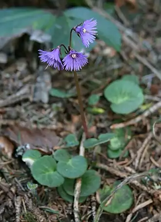 alternativní popis obrázku chybí