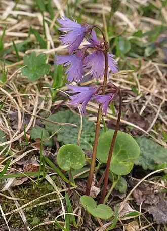 alternativní popis obrázku chybí