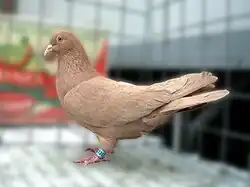 Permský vysokoletec celobarevný žlutý