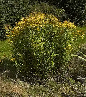 alternativní popis obrázku chybí