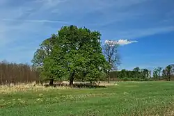 Solitérní duby v oboře Cahnov-Soutok
