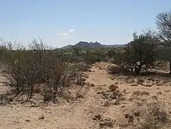 křoviny v polopoušti