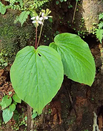 alternativní popis obrázku chybí