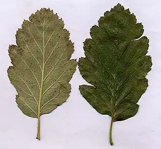 alternativní popis obrázku chybí