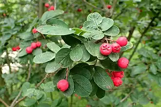 popis obrázku chybí