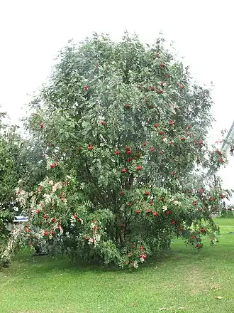 alternativní popis obrázku chybí