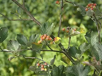 alternativní popis obrázku chybí