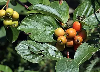 alternativní popis obrázku chybí