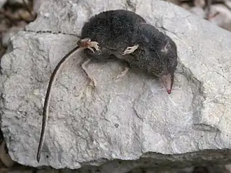 popis obrázku chybí