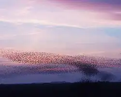 Obrovské hejno ptáků seskupených do dynamického hejna se chystá přistát v nedalekém háji na pozadí růžových mraků