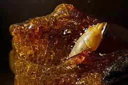 Současná pryskyřice, která zalila měkkýše. Takhle vzniká jantar