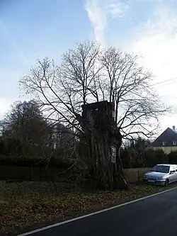 Soudní lípa v prosinci 2016