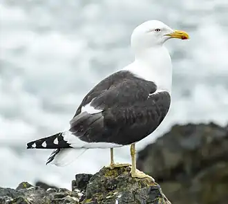 alternativní popis obrázku chybí