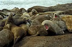 Zhruba patnáct rypoušů leží na pláži jeden na druhém a odpočívají. Na pozadí lze vidět tučňáky
