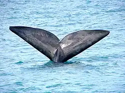 Fotografie moře, ze kterého vyčnívá černý vykrojený ocas velryby ve tvaru písmene V