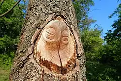 Vyřezávaná sovička v parku