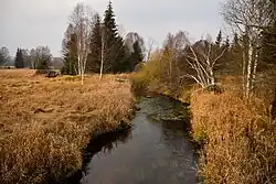 Spáleným luhem protéká Studená Vltava