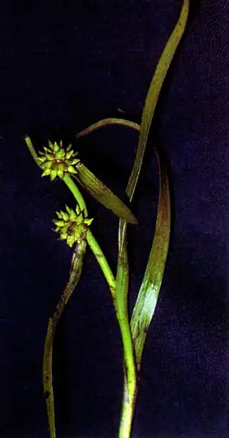 alternativní popis obrázku chybí