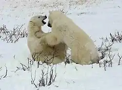 Fotografie zachycující uprostřed dva medvědy v zasněžené krajině, ze které trčí větvě. Medvědi spolu zápasí.