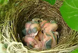 Nidikolní mláďata vrabce domácího po vylíhnutí zůstávají na hnízdě