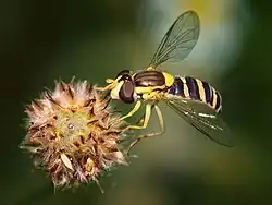 alternativní popis obrázku chybí