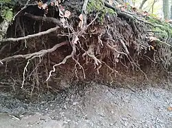 Jedna ze sběratelských jam