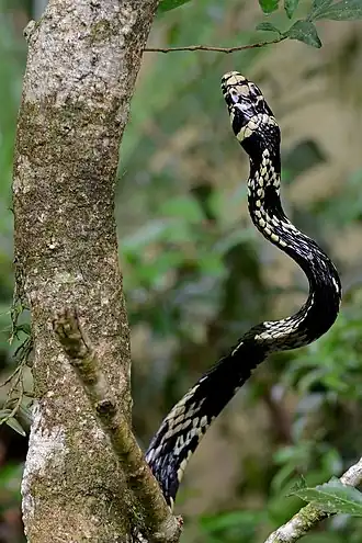 alternativní popis obrázku chybí