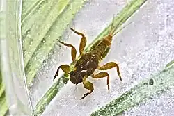 Nymfa Drunella tuberculata