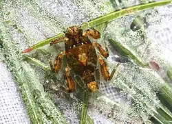 Nymfa Drunella walkeri