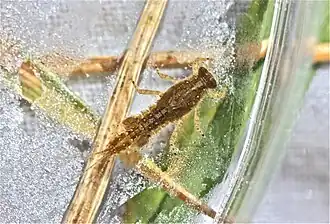 Nymfa Eurylophella verisimilis