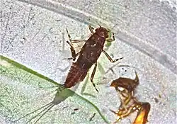 Nymfa Serratella tibialis