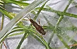 Nymfa Teloganopsis deficiens