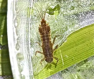 Nymfa Eurylophella sp.