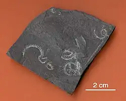 Graptolity. Spirograptus spiralis, na břidlici. Silur z Guadalajary (Španělsko).