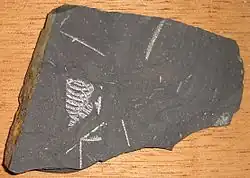 Spirograptus turriculatus na malém kousku břidlice. Šířka na horním konci 11,3 mm. Černá břidlice pozdně Llandoverské epochy, Litohlavy, Čechy[p. 9]