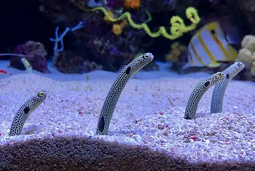 Úhořovec Hassův (Heteroconger hassi) v mořském akváriu