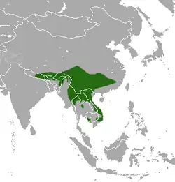 Rozšíření linsanga skvrnitého (zeleně)