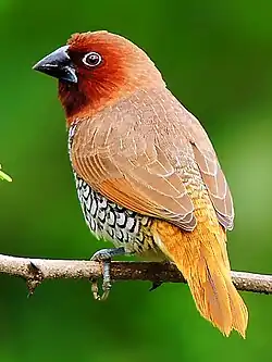 alternativní popis obrázku chybí