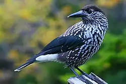 ořešník kropenatý