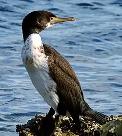 Prostý šat se vyznačuje absencí chocholky, bílý pruh je minimálně výrazný a tváře jsou žluté