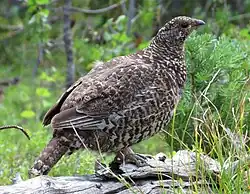 Slepice je hnědo-tmavě-bíle kropenatá bez výrazných poušek