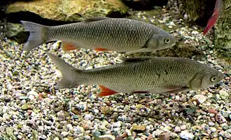 alternativní popis obrázku chybí