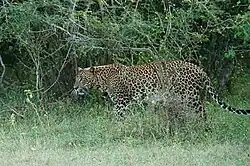 Srílanský levhart v křovinatém biotopu