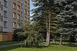 stříbrné smrky poškozené v roce 2015 mšicí smrkovou