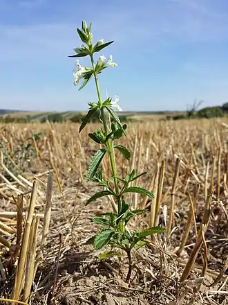 alternativní popis obrázku chybí